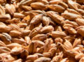 Products - Montana Craft Malt :Montana Craft Malt