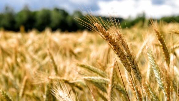 Fields of Gold